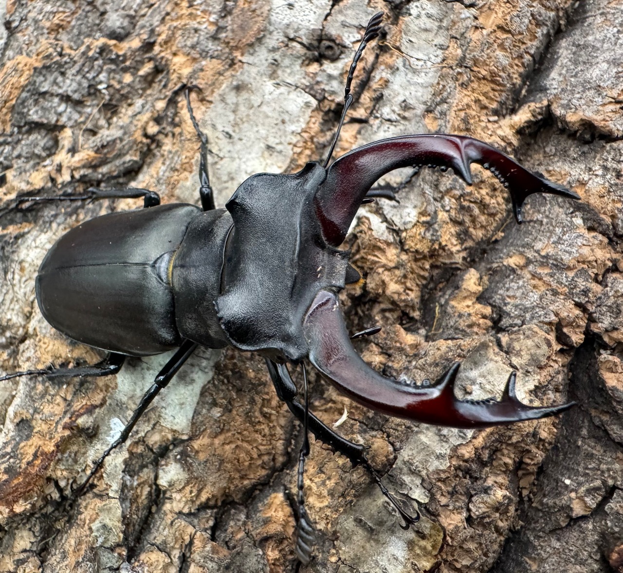 《ヨーロッパミヤマ(ケルブスミヤマ) 66mm ペア》