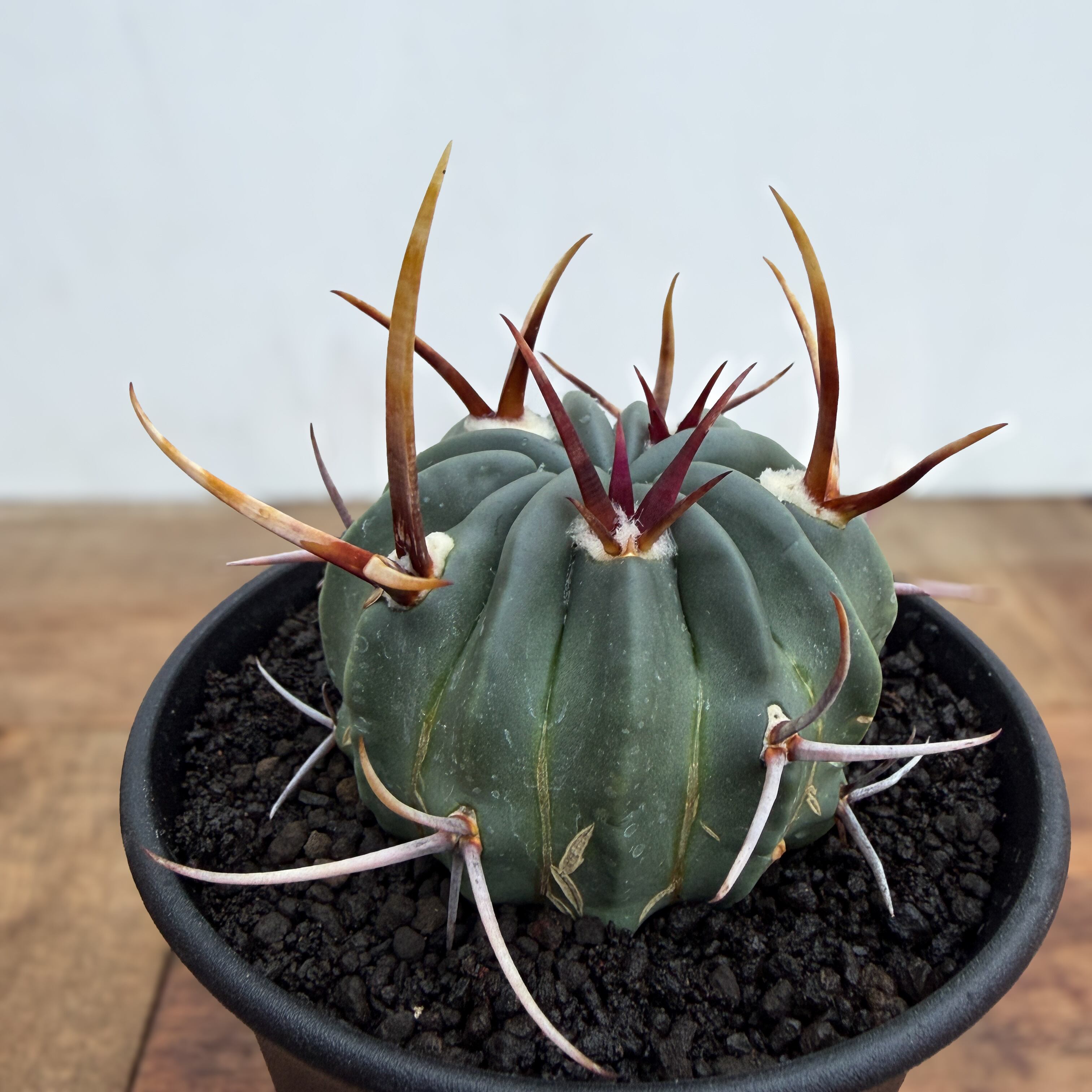 Aztekium ritteri【アズテキウム・花籠・実生】 | RIMO'S GREEN