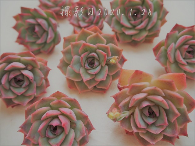 ピンクチップス エケベリア属 韓国苗 多肉植物 多肉植物とガーデン雑貨 Macherie マシェリ