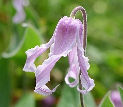 天心 - ‘Tenshin’ - インテグリフォリア系 10-52