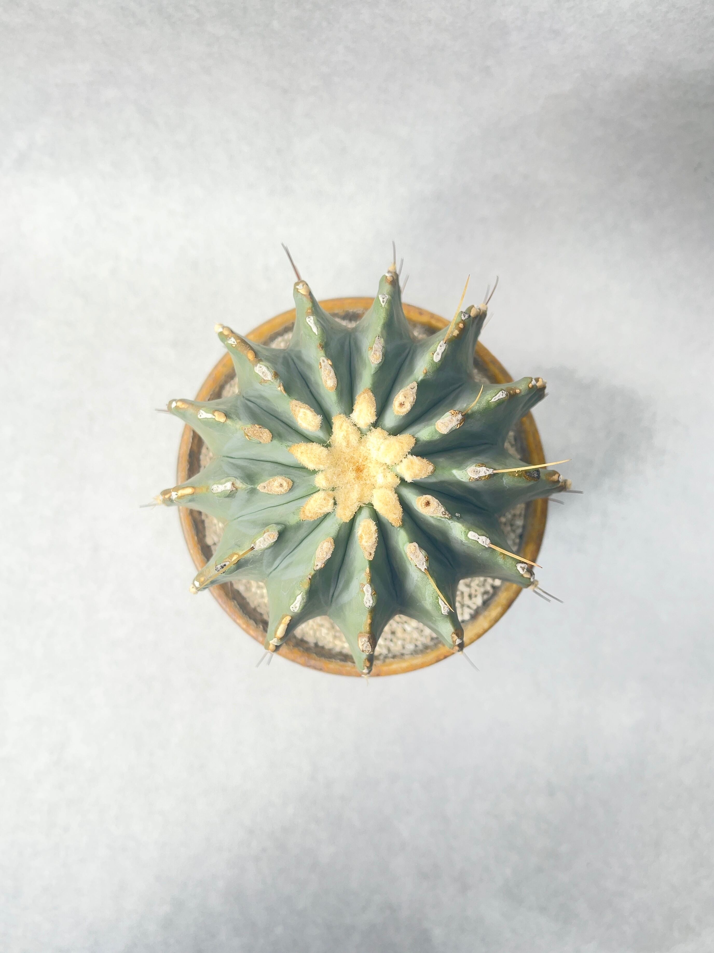 フェロカクタス・刺無王冠竜