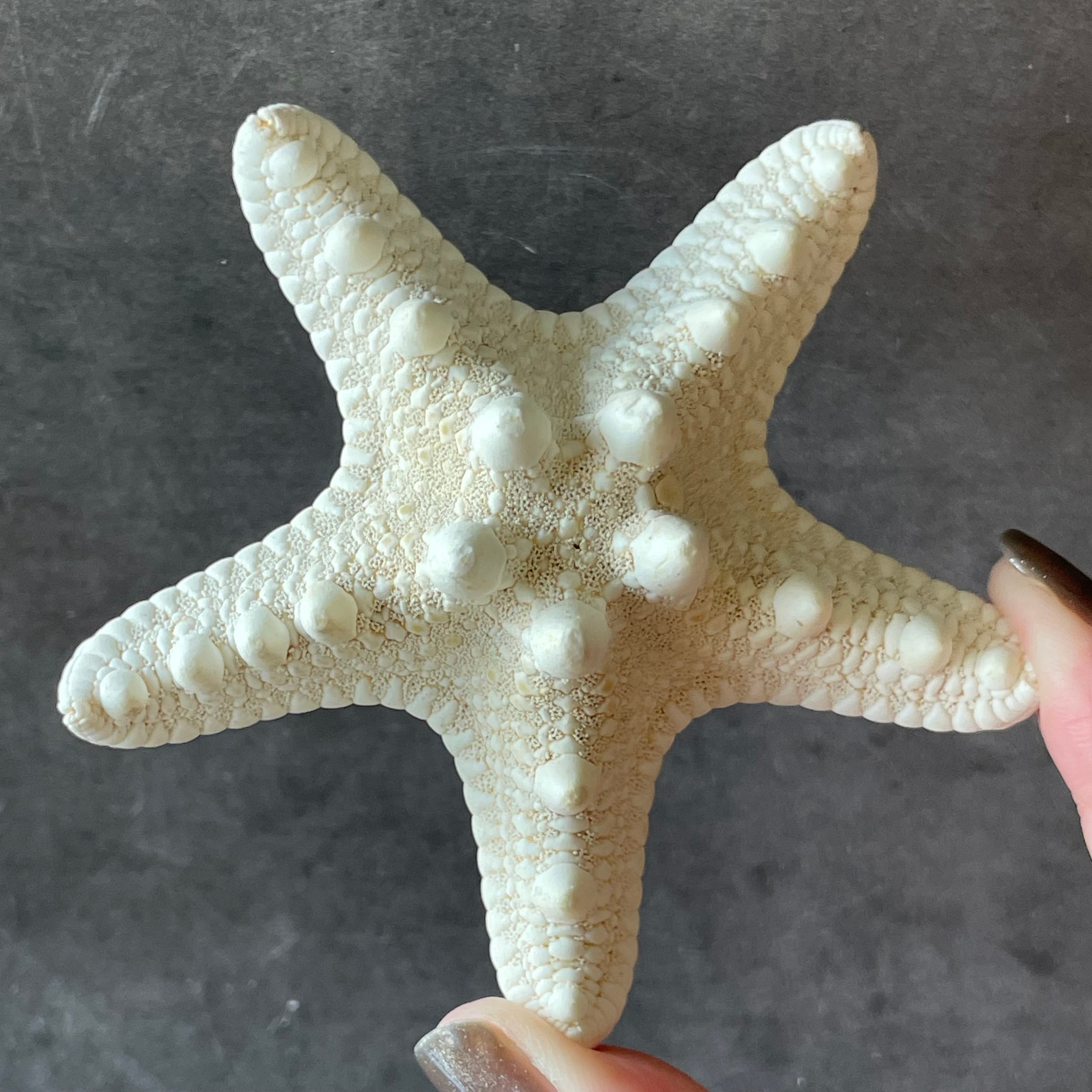 コブヒトデ|化石|天然石 パワーストーン 鉱物 gem stone