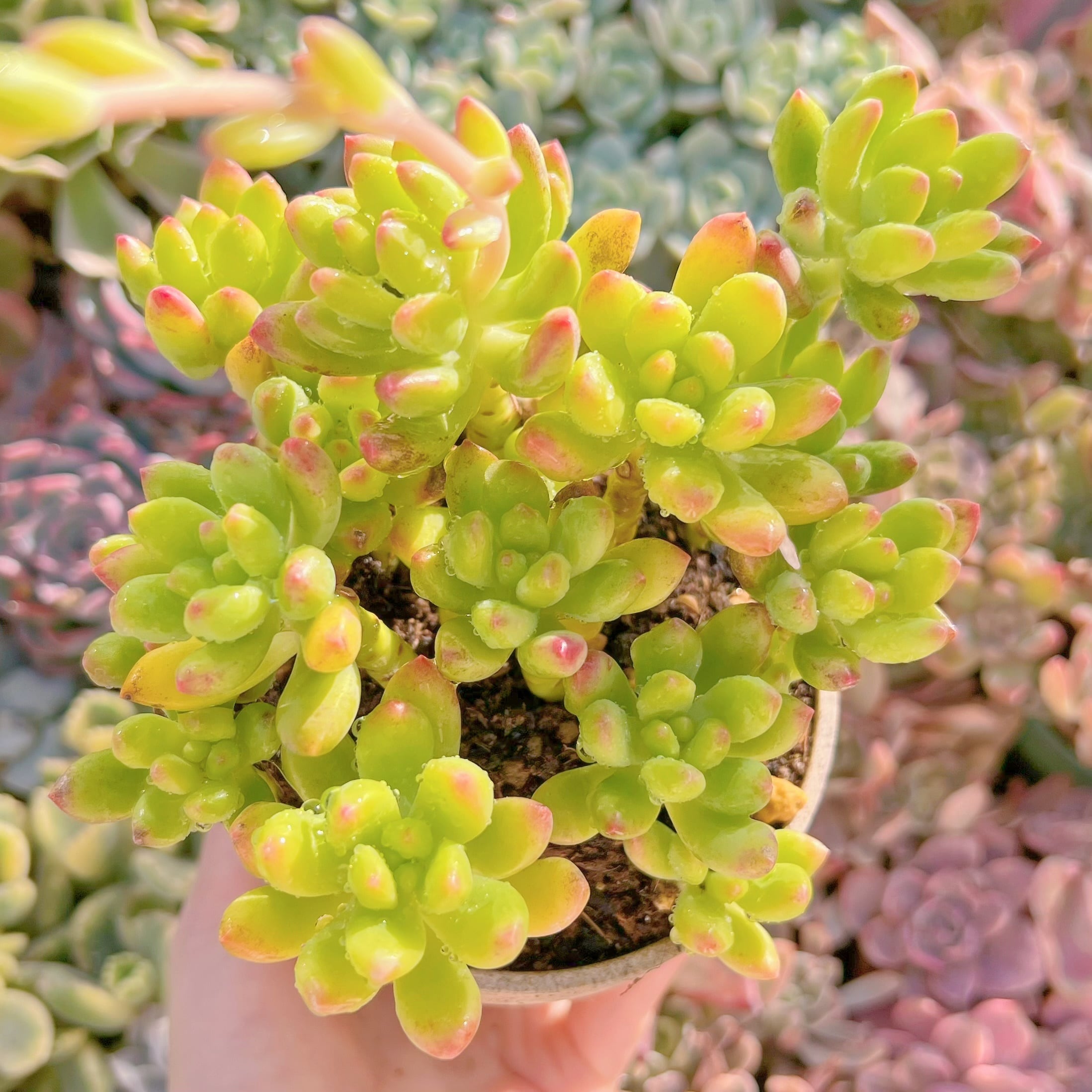 現物　春萌#202   古株大苗   るる農園