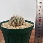 【ご予約品】ハオルチア・ギガス