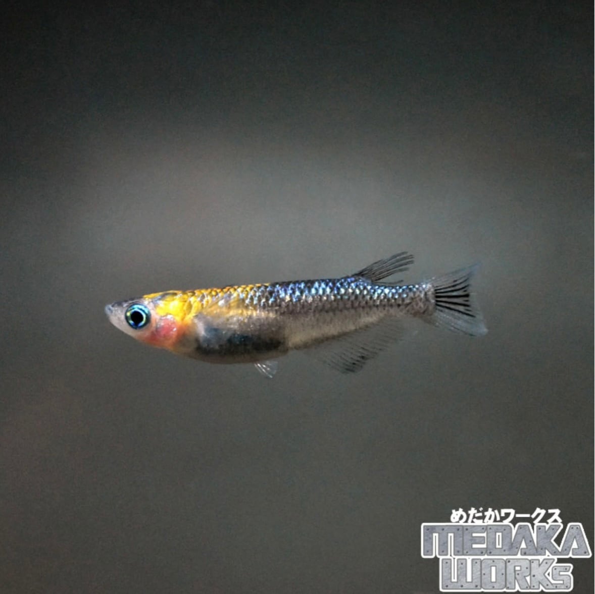 蒼煌(ソウコウ)メダカ【1匹】ソウコウメダカ 生体 メダカ 鑑賞魚