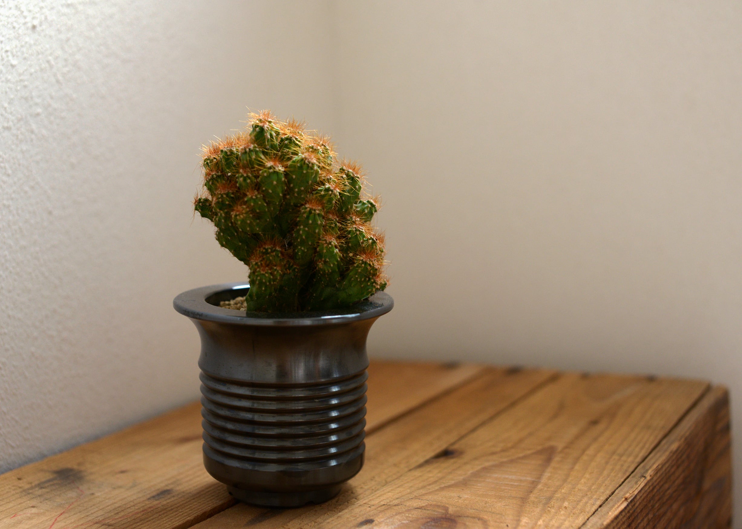 IRON POT ZIGZAG EDGE LITTLE BLACK EDITION (アガベ 植木鉢 鉄