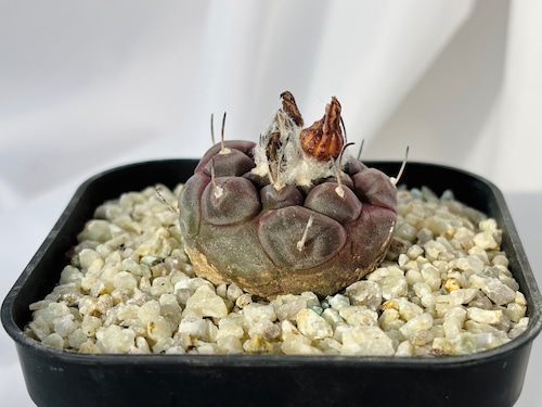 Turbinicarpus jauernigii　ツルビニカルプス　ハウエルニギー 　サボテン