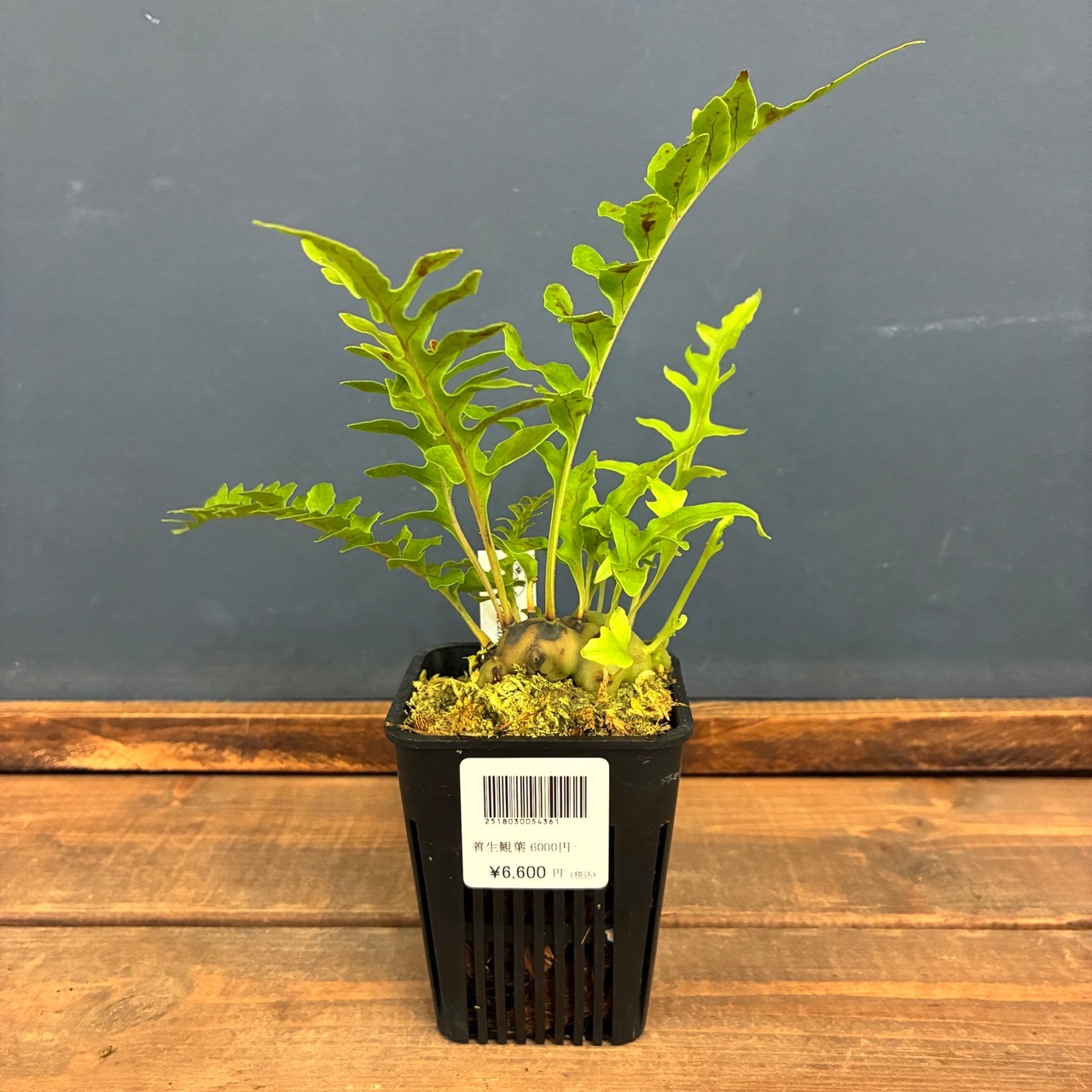 【伊藤蟻】レカノプテリス　Luzonensis Quezon, Luzon【1131】