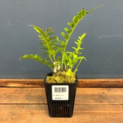 【伊藤蟻】レカノプテリス　Luzonensis Quezon, Luzon【1131】