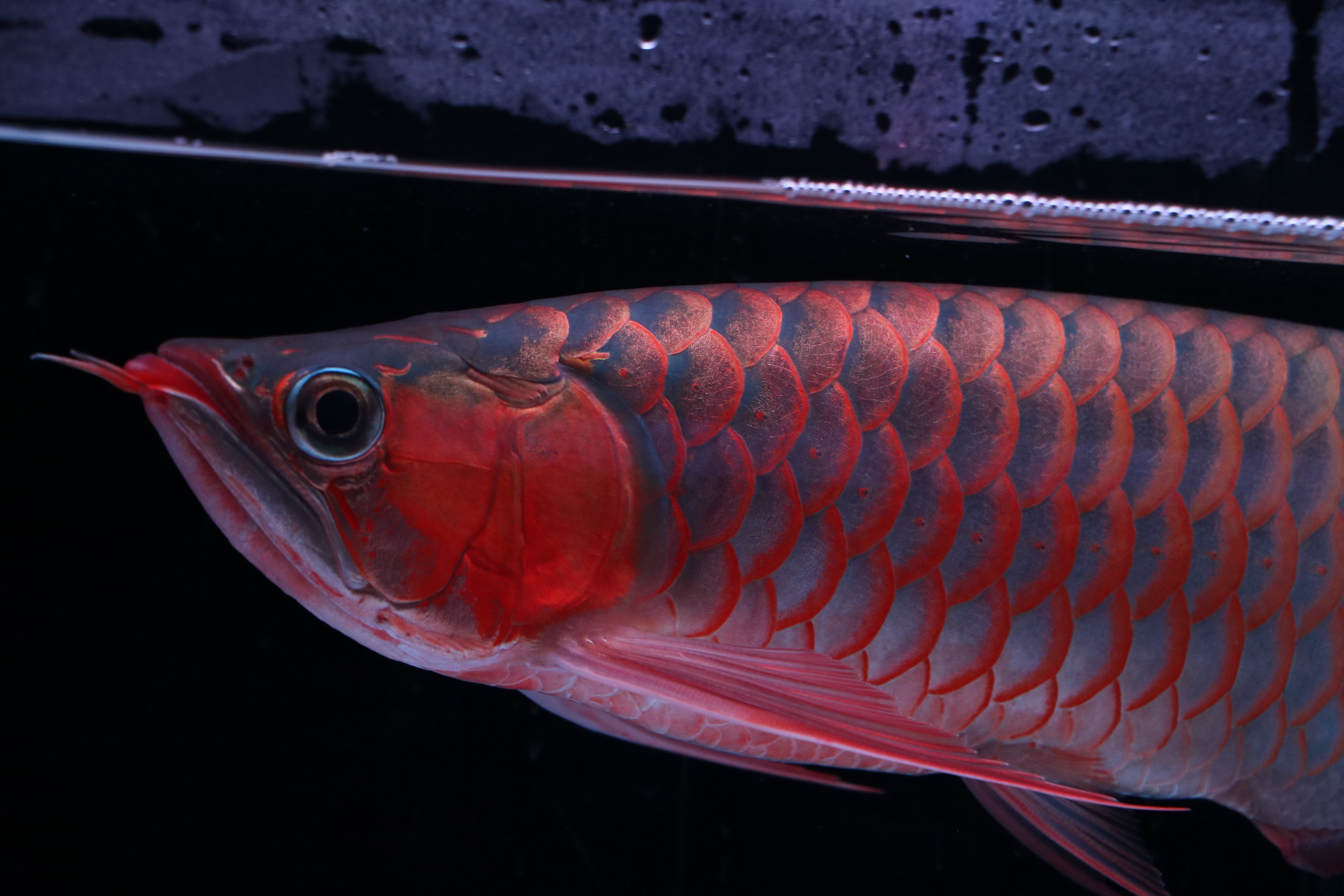 紅龍(メタリック) ±32㎝ 売約済み | アロワナ等の大型魚・熱帯魚の