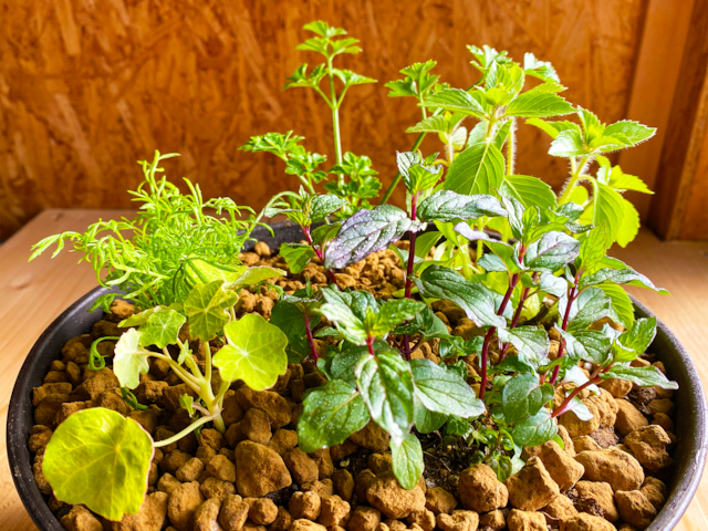 食べられる寄せ植え