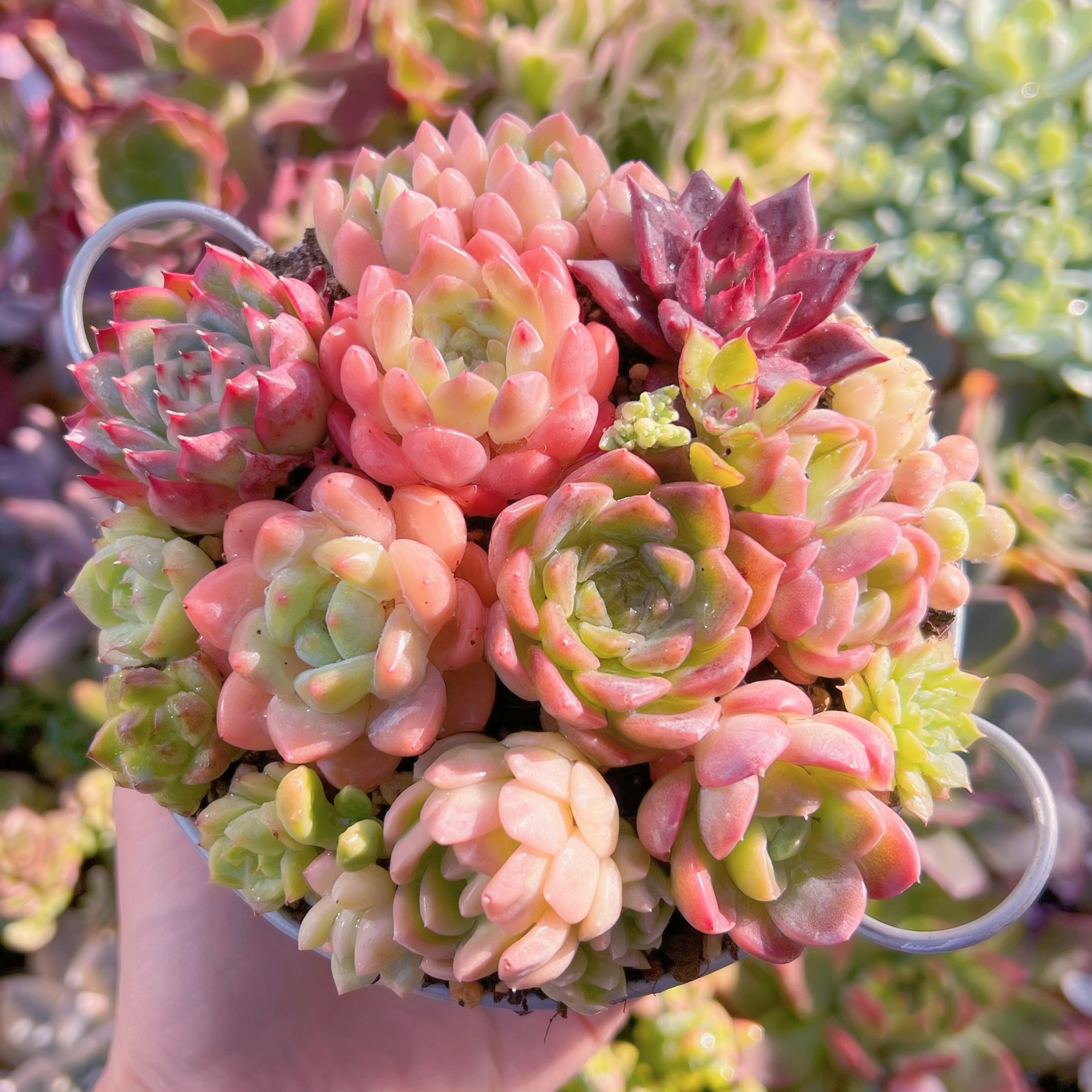 現品　 寄せ植えセット#604　るる農園