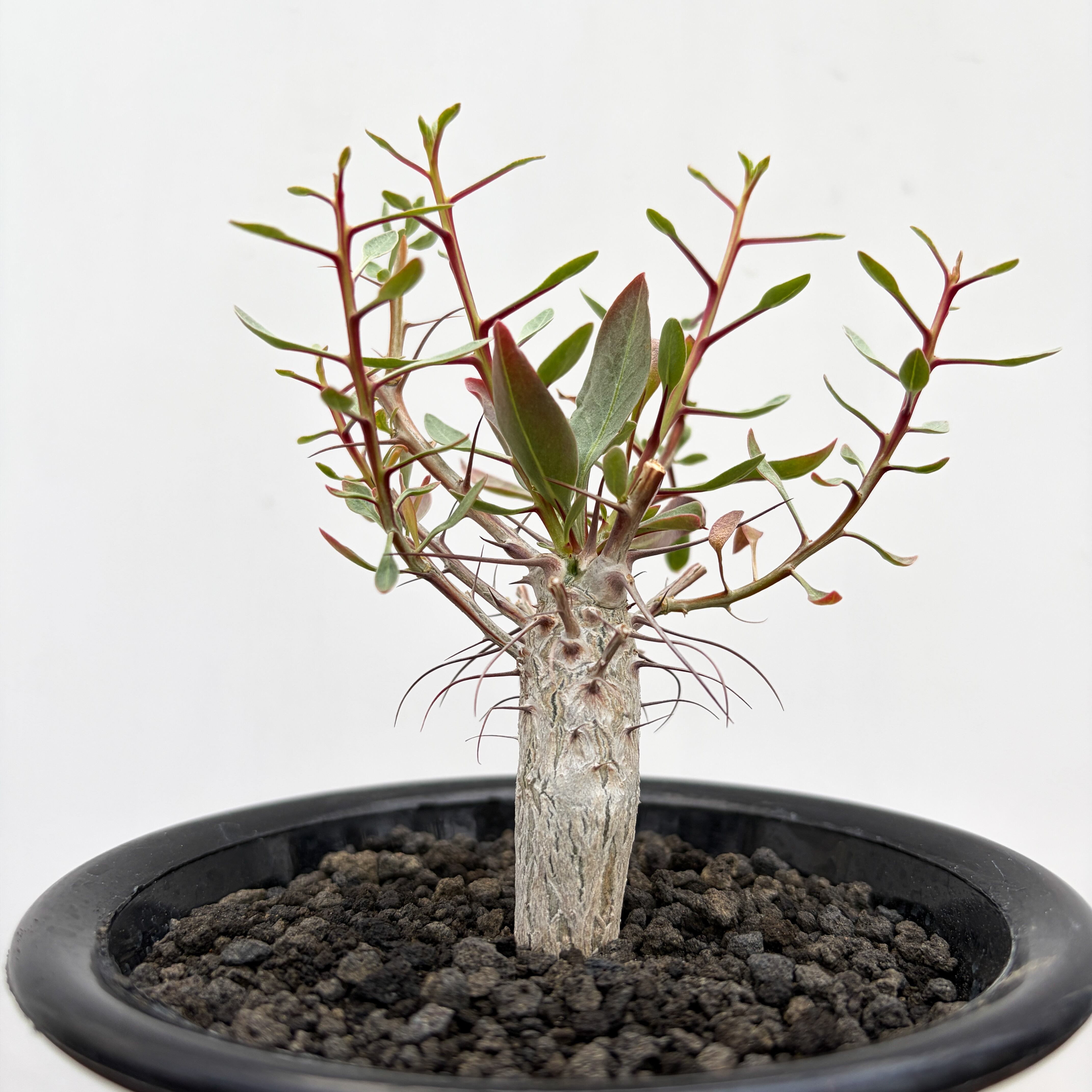 その他観葉植物 Foquieria columnnaris Fouquieria columnaris【フォークイエリア・コルムナリス・観峰玉
