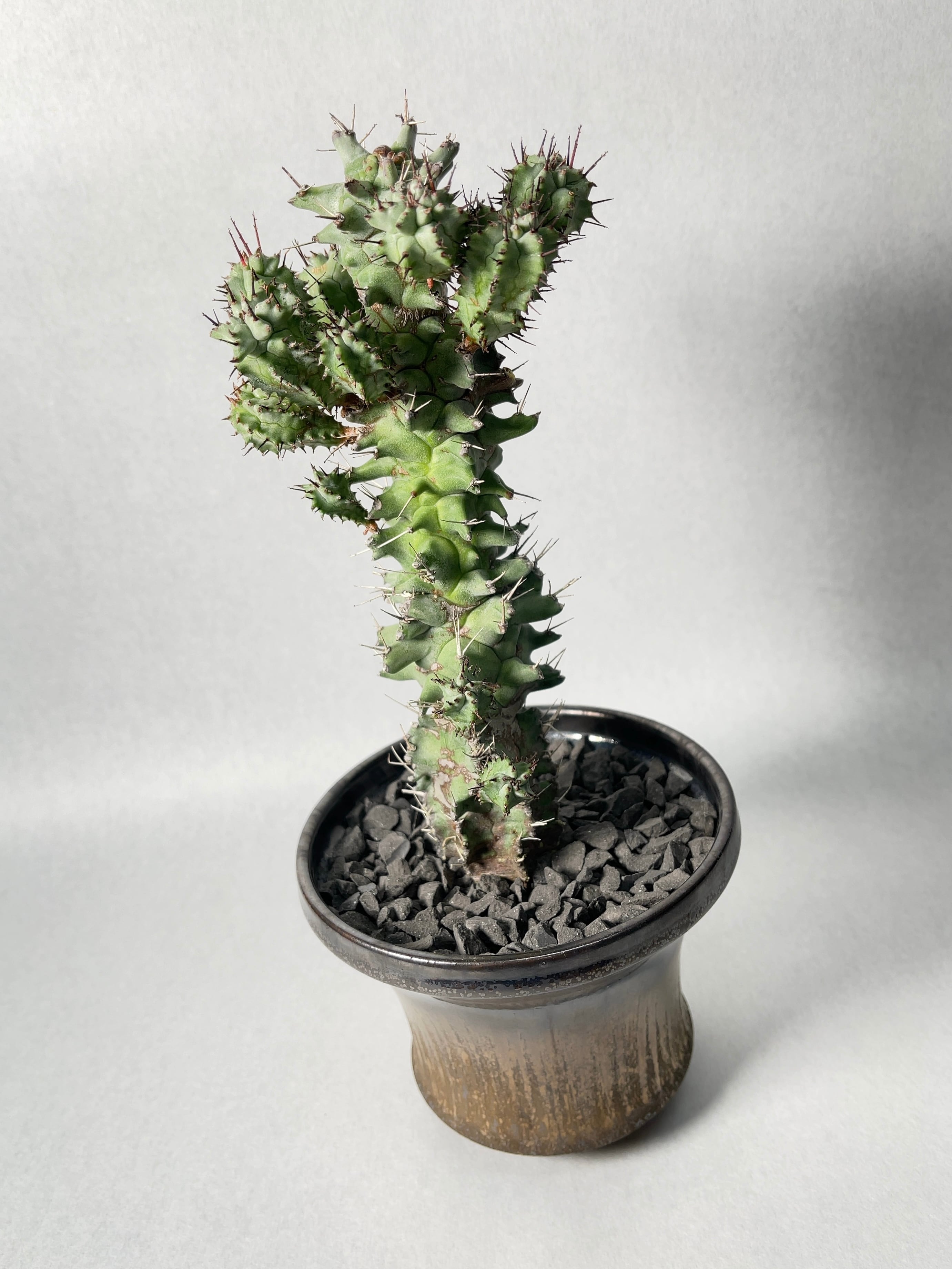 ユーフォルビア・ホリダモンスト | trigger