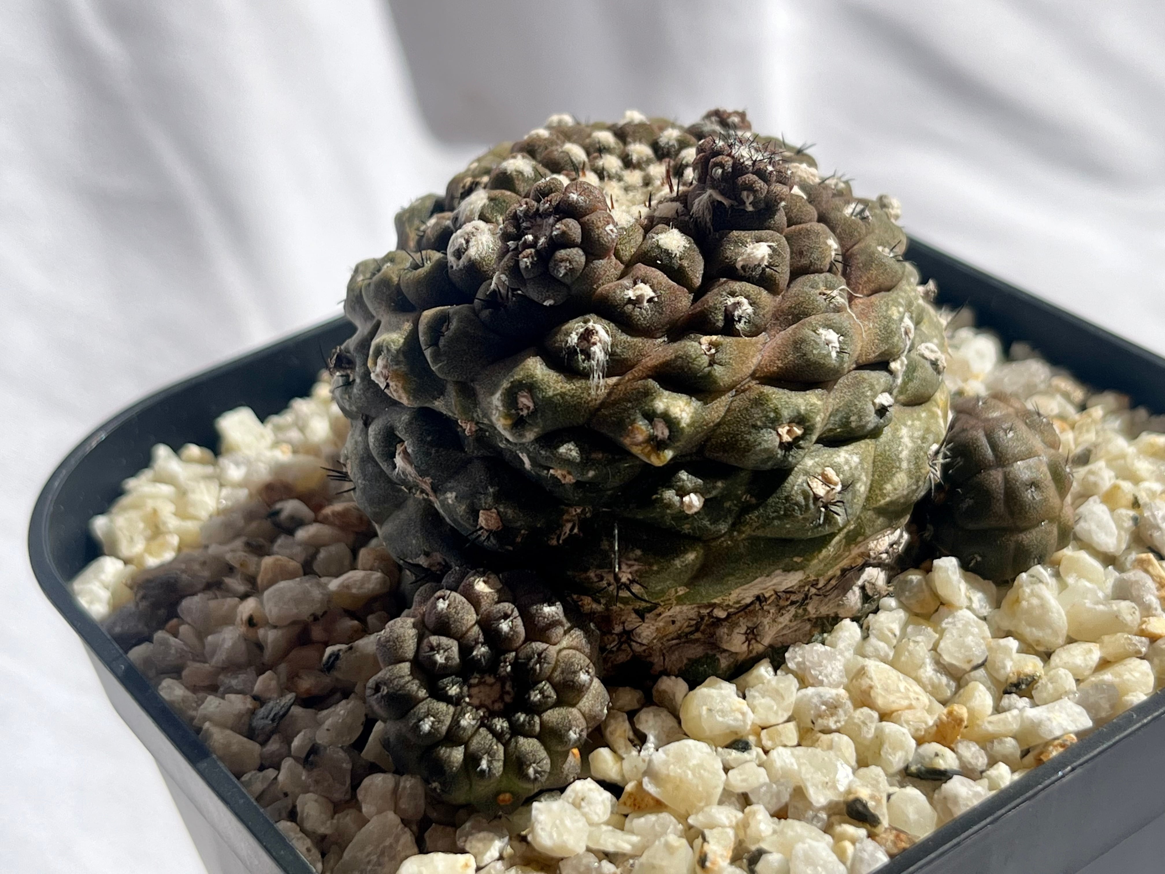 Copiapoa hypogaea コピアポア ヒポガエア サボテン | plants MARU