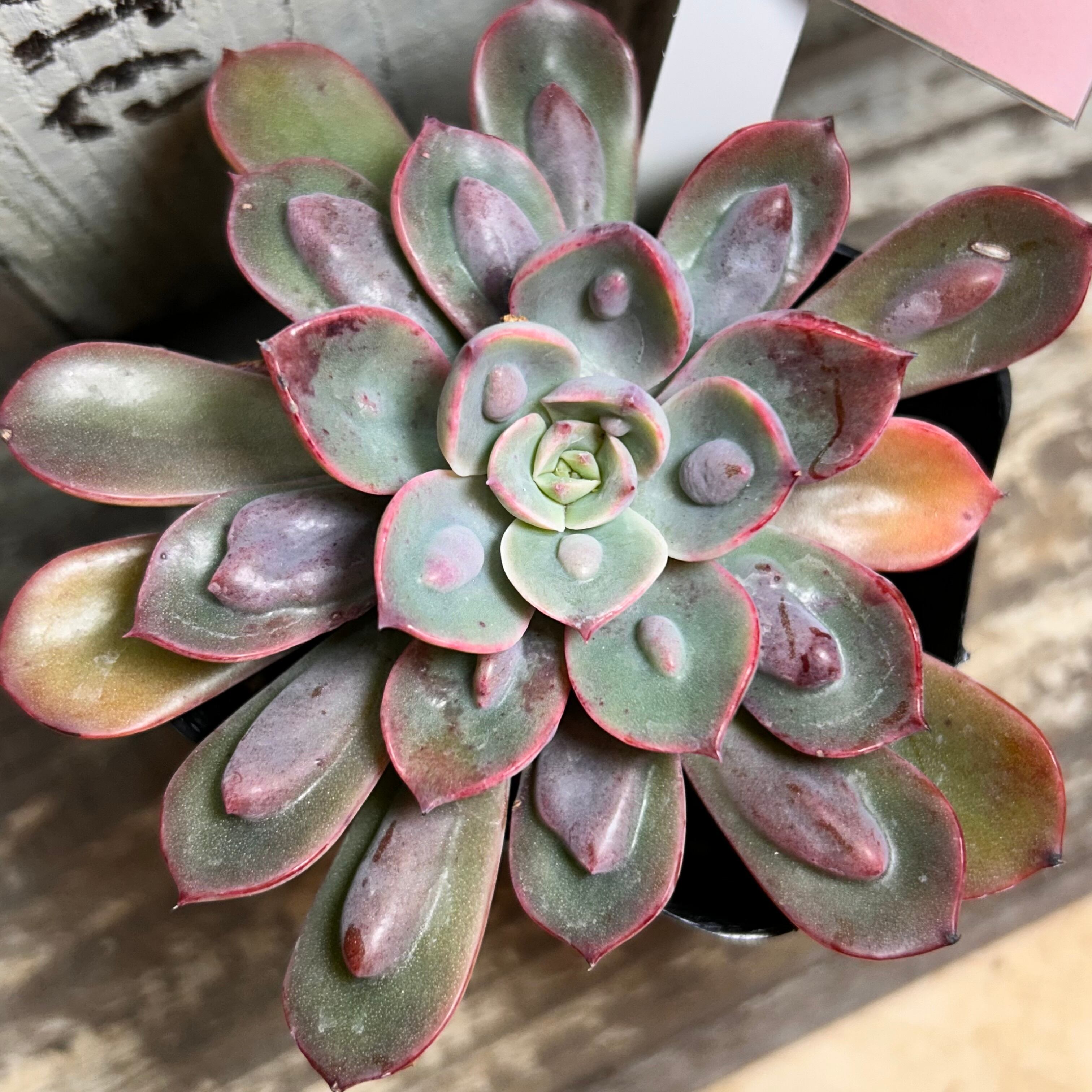 京都府K専用アイボリーパゴダ | RuPo 多肉植物専門店