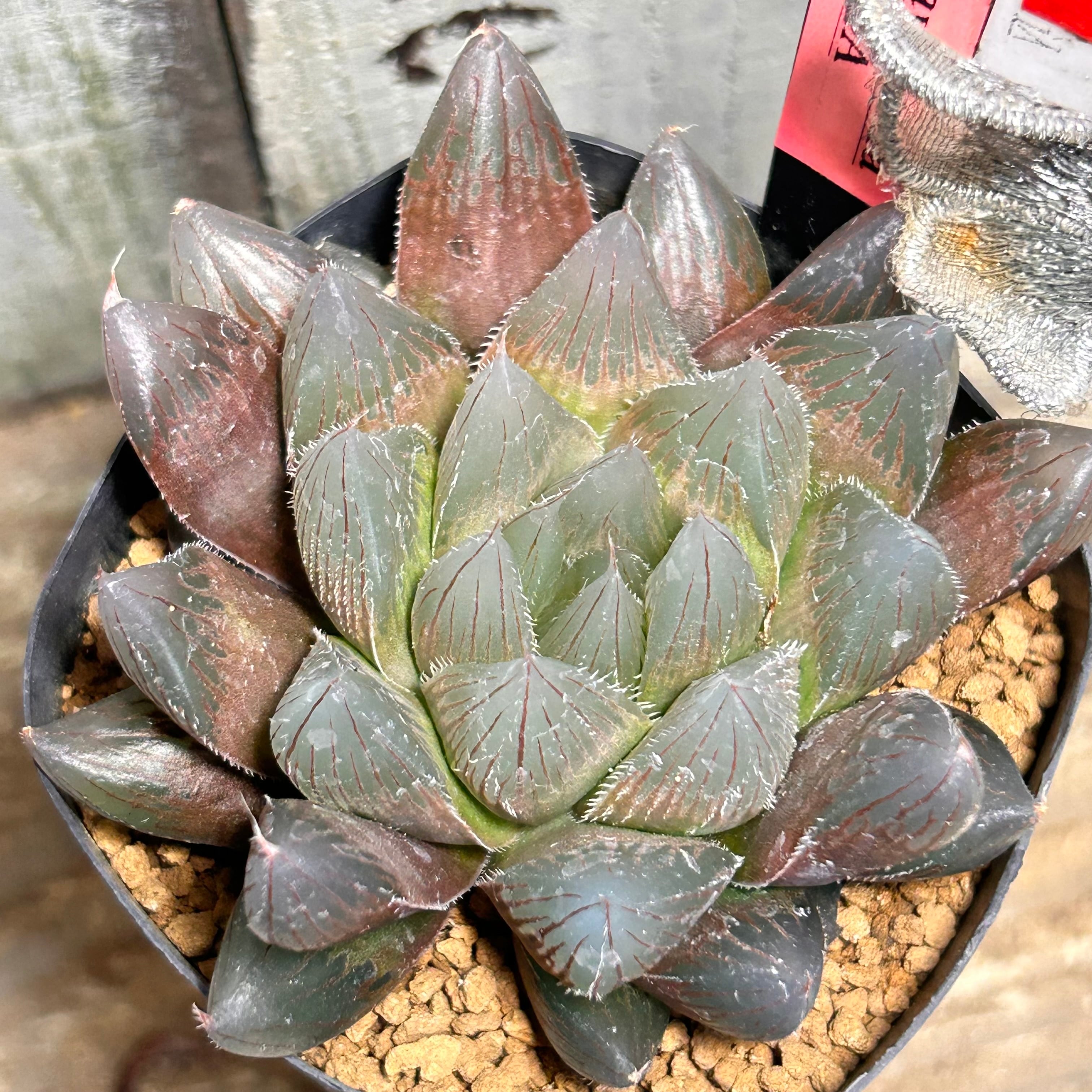 コーニッシュトリビュート アエオニウム | RuPo 多肉植物専門店