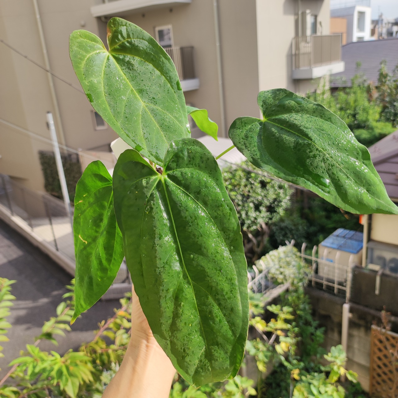 Anthurium King of spades × Papillilaminum(FS) / アンスリウム・キングオブスペード×パピリラミナム