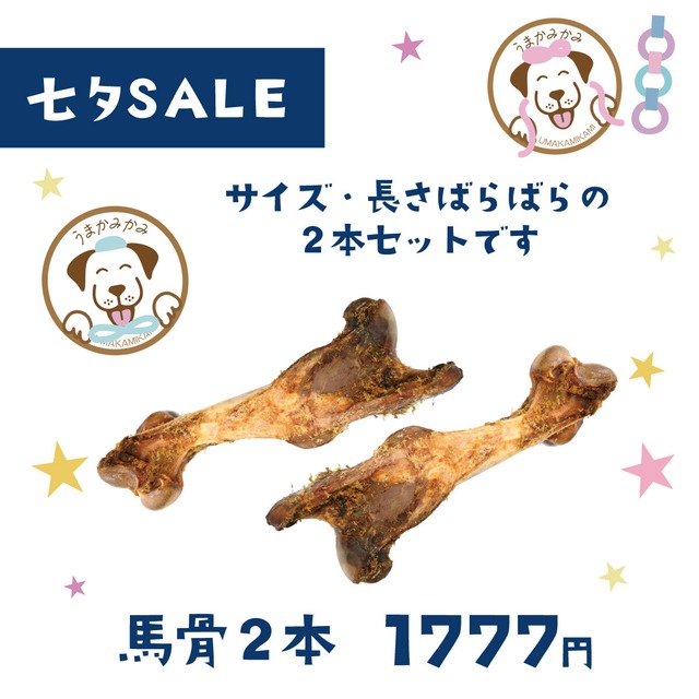 【七夕価格】馬骨 準放牧馬の大腿骨 サイズ・長さ色々2本セット(26.7.15)