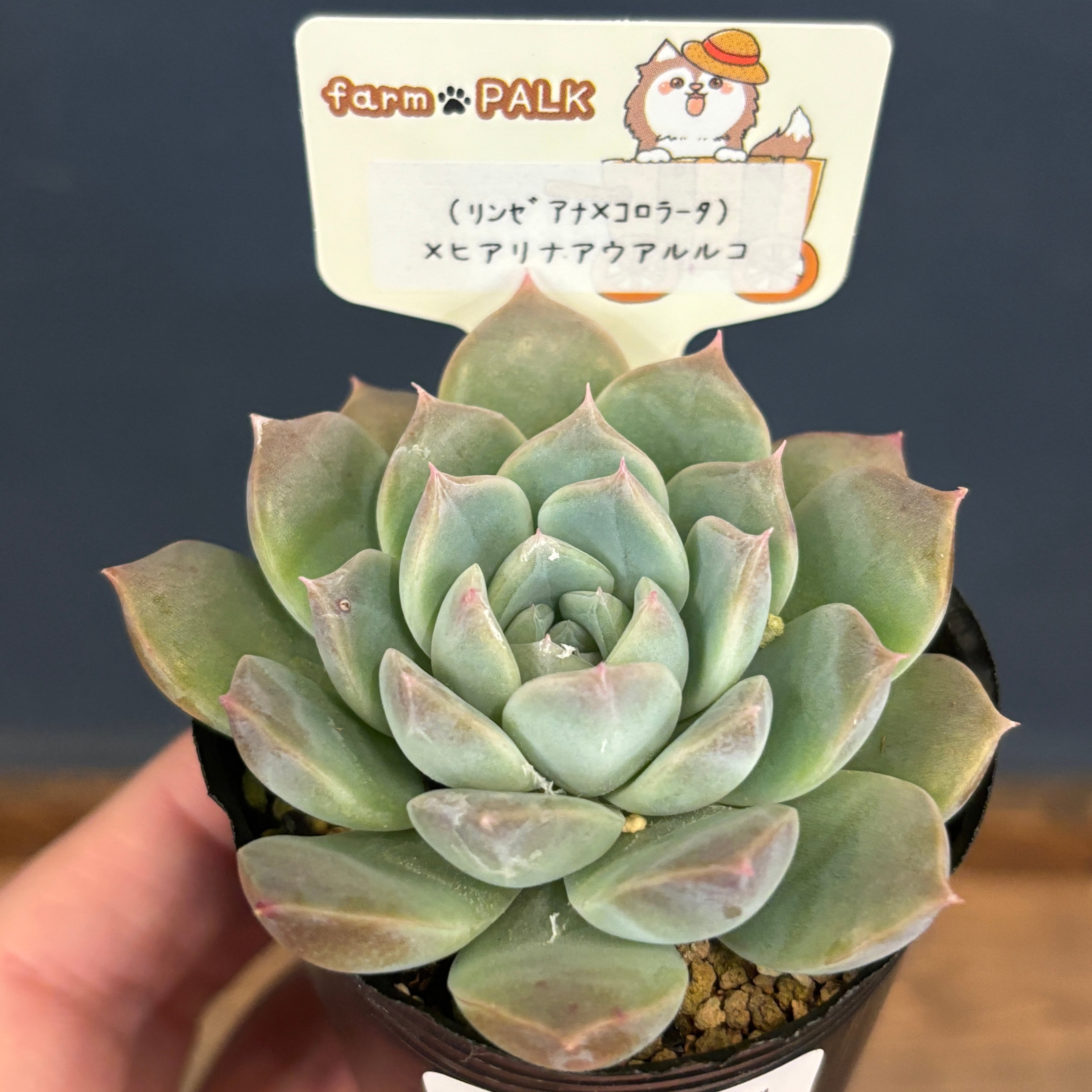 多肉植物 | PROTOLEAF プロトリーフ