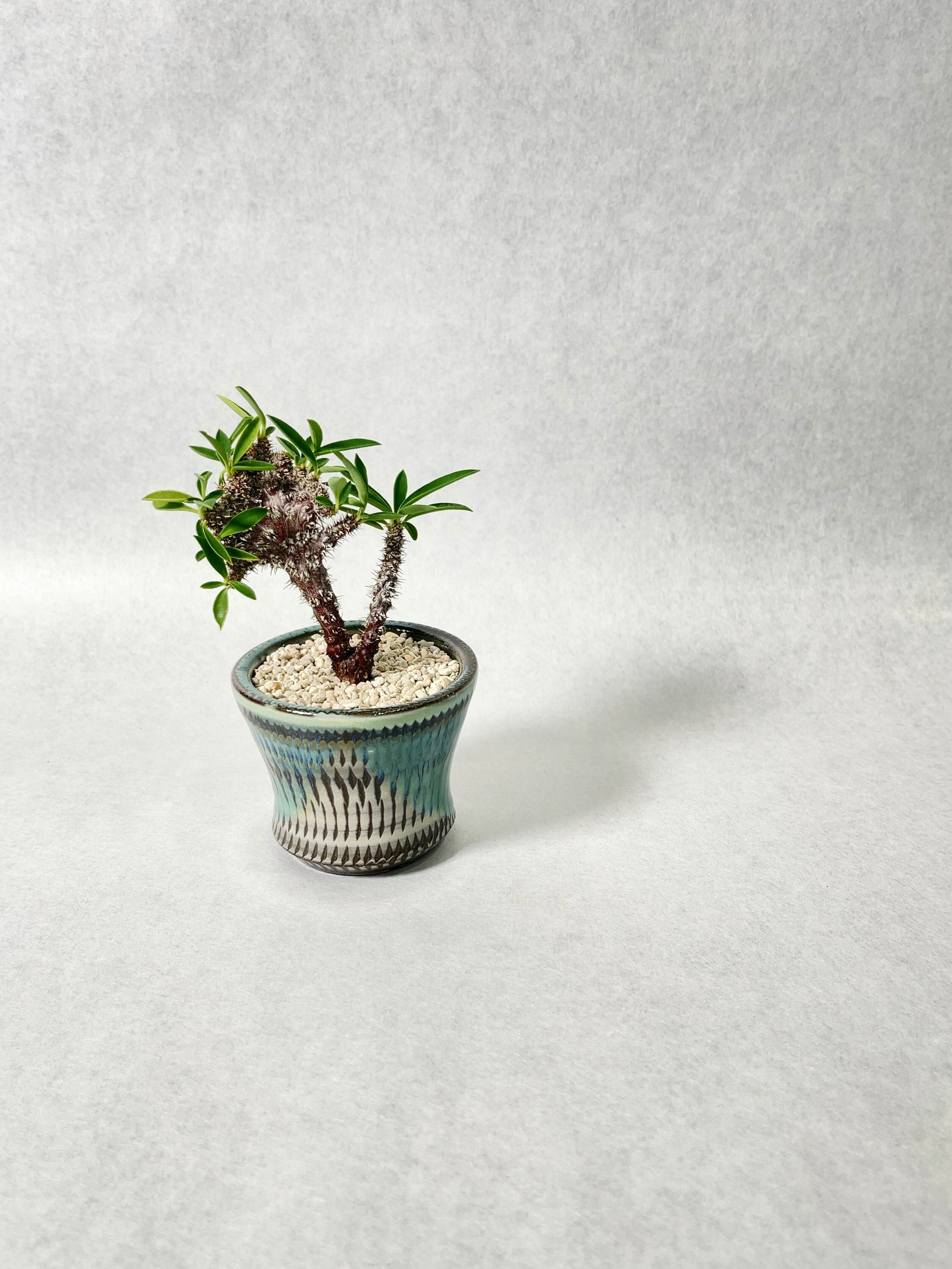 ユーフォルビア ルディス Ruby フラワー・ガーデニング ①