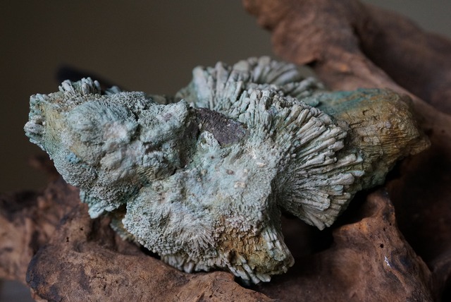 菊花石　Chrysanthemum Stone　A