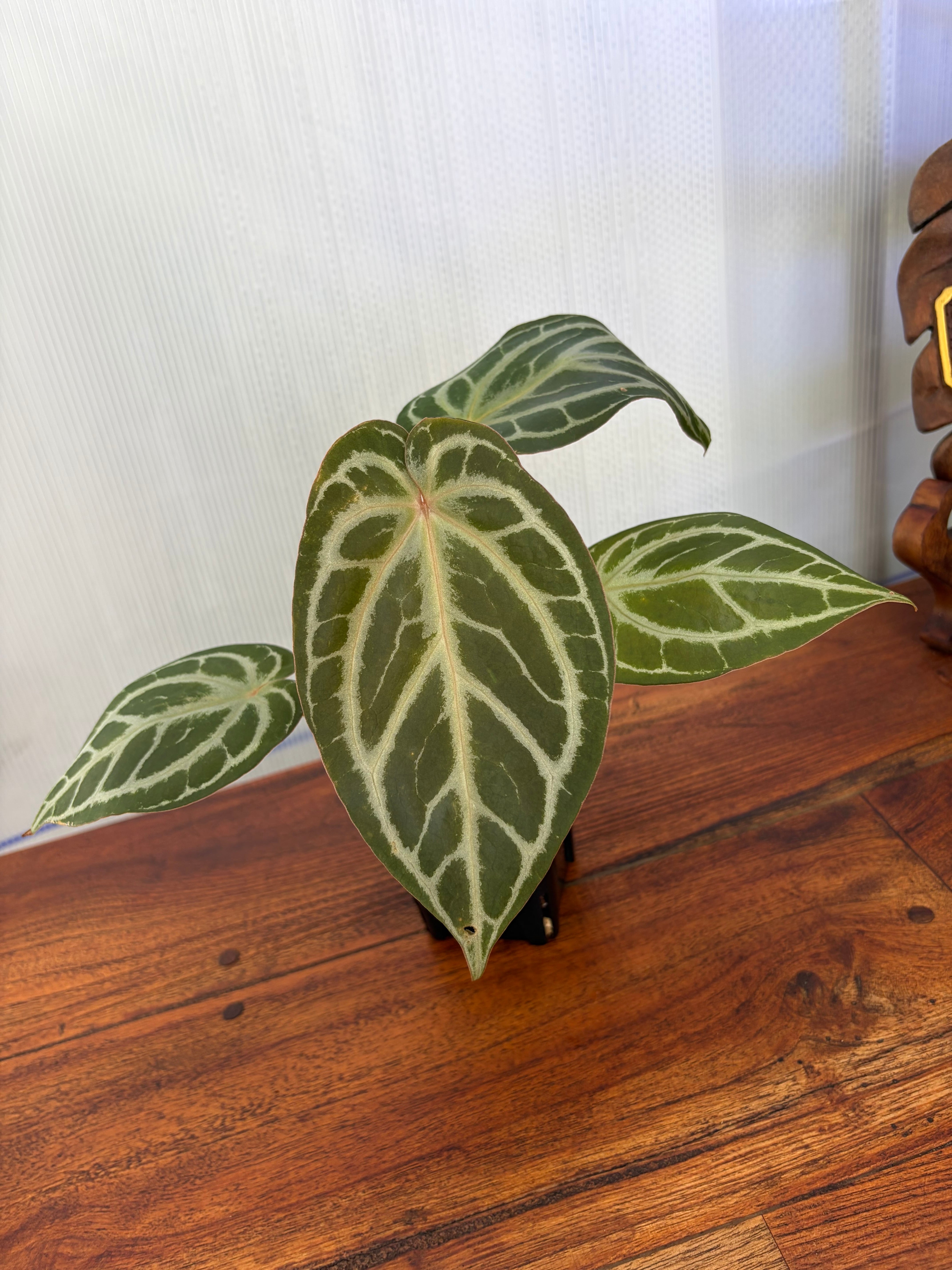 Anthurium | BALI-AN 園芸