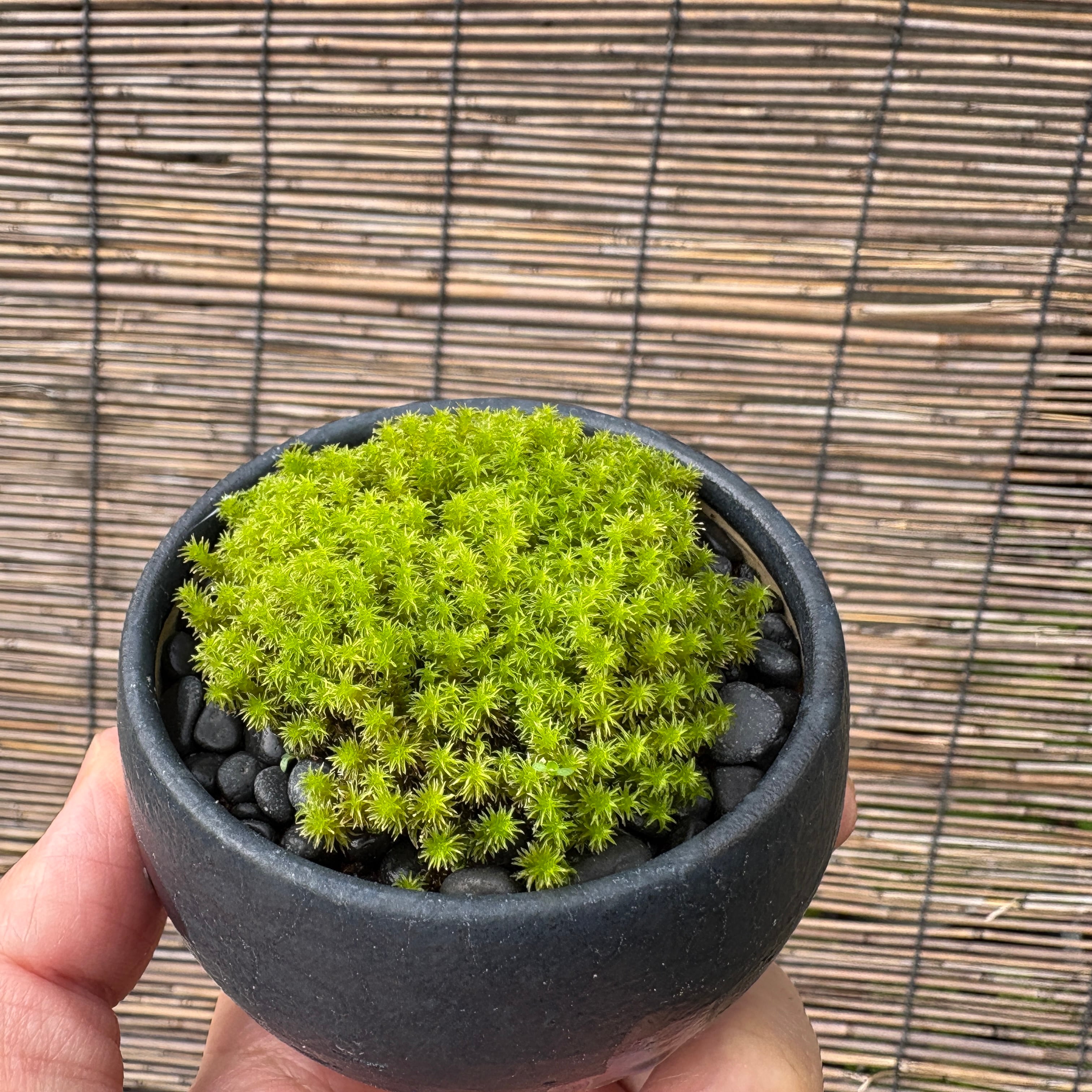 スナゴケの苔盆栽◇道草オリジナル信楽焼き器入り | 苔テラリウム専門