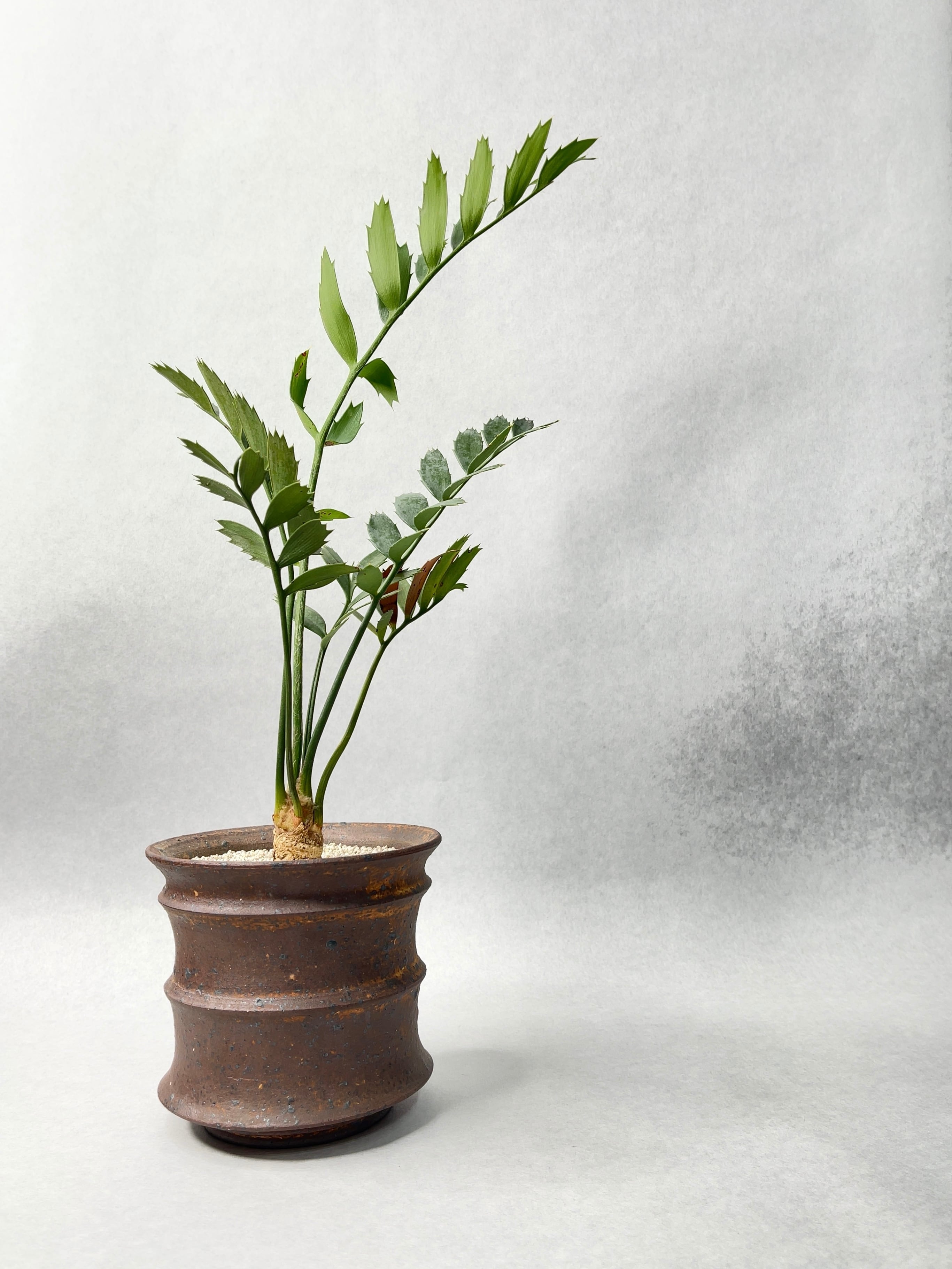 エンセファラルトス・ホリダス | trigger