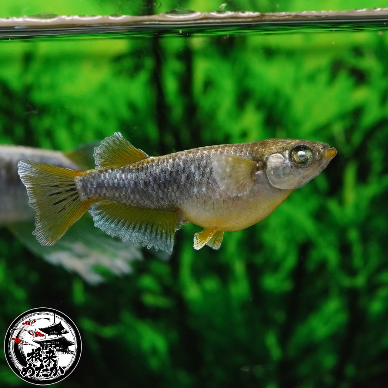 【5匹＋補償1匹】マネー 　夢中めだか様直系　