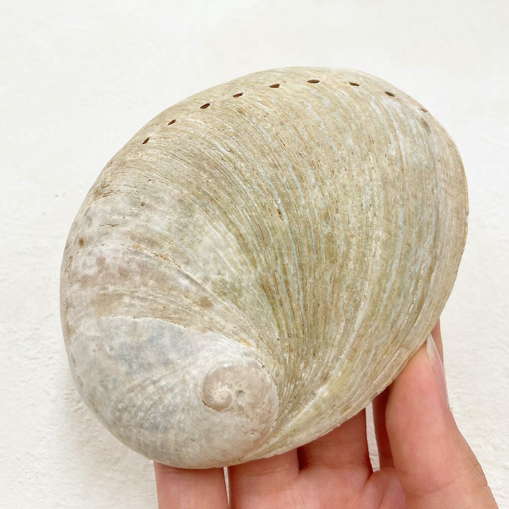 アバロンシェル 】 アイボリー プレート ミラー 天然 自然 貝殻 あわび