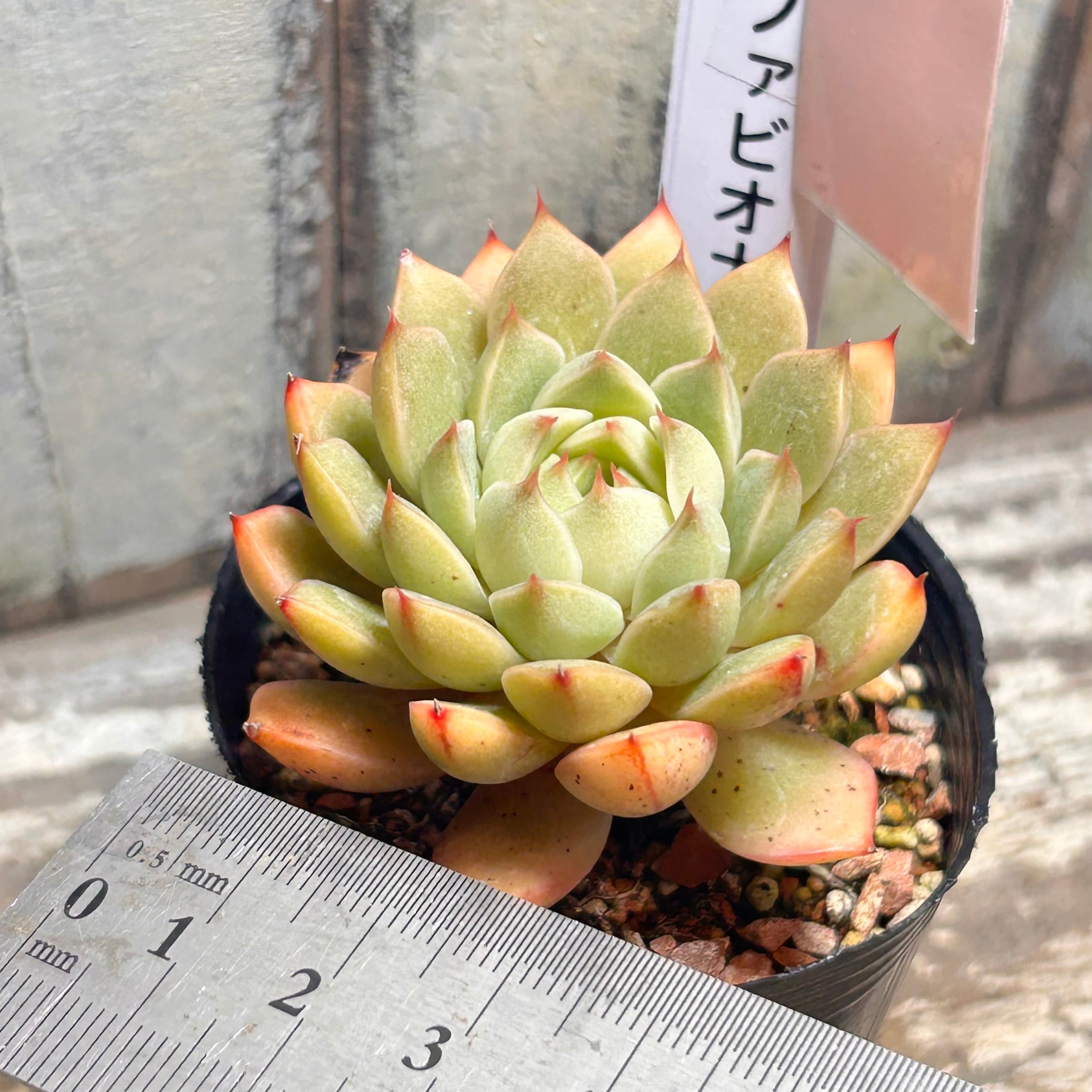 茨城県A様ご注文 ファビオラ | RuPo 多肉植物専門店