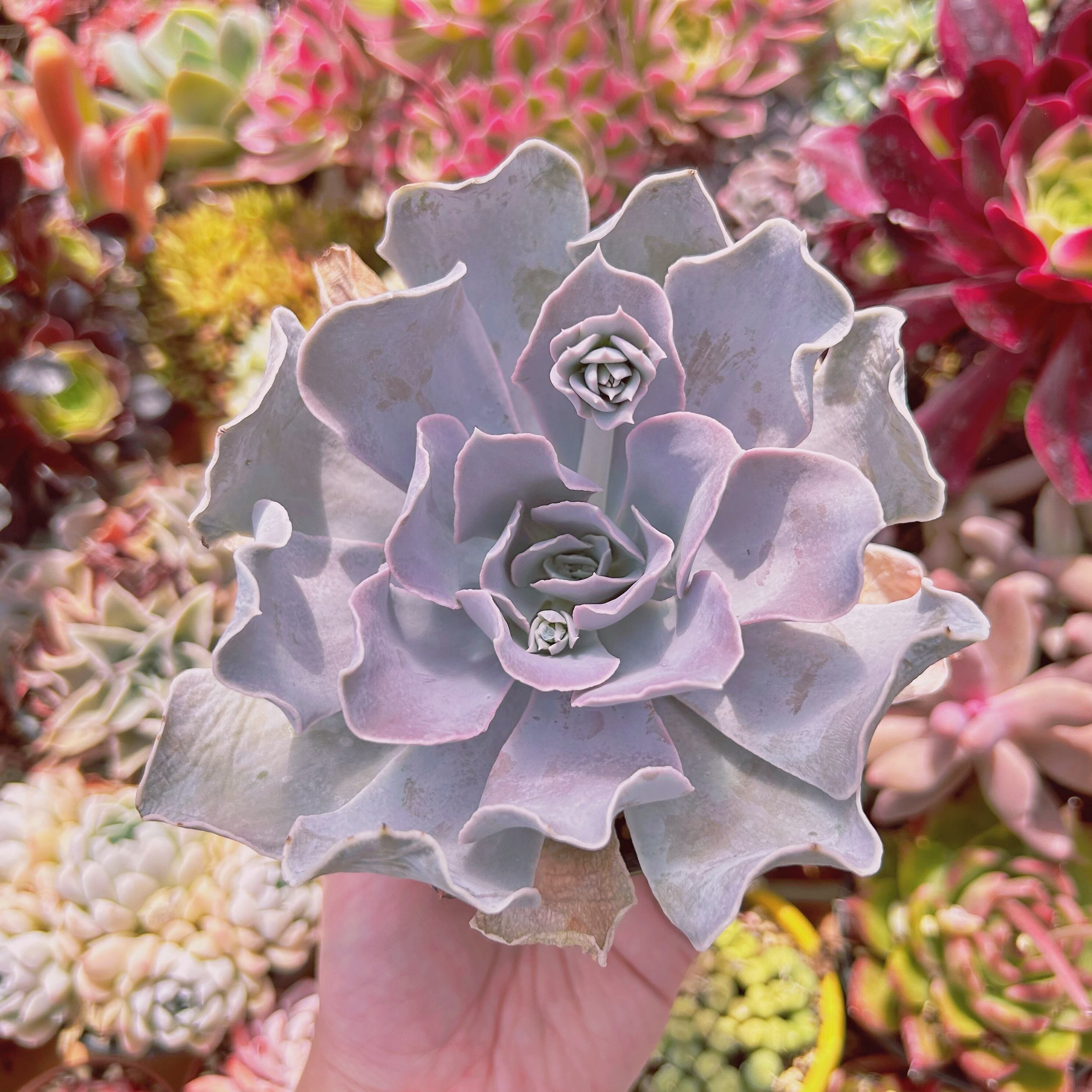 #270現物　多肉植物　San Carlos　特大