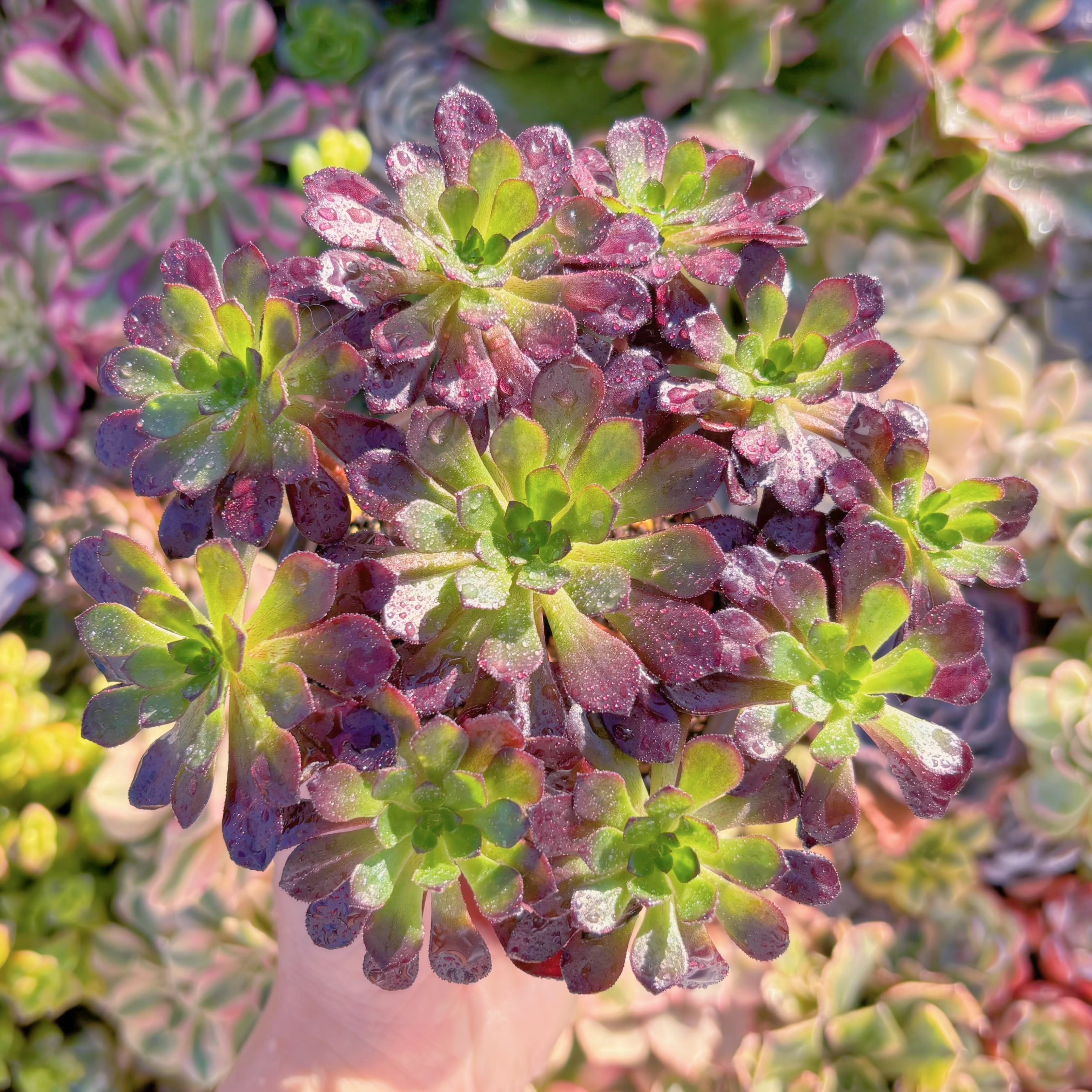 現品　紅日法師#M091　群生　新入荷　るる農園