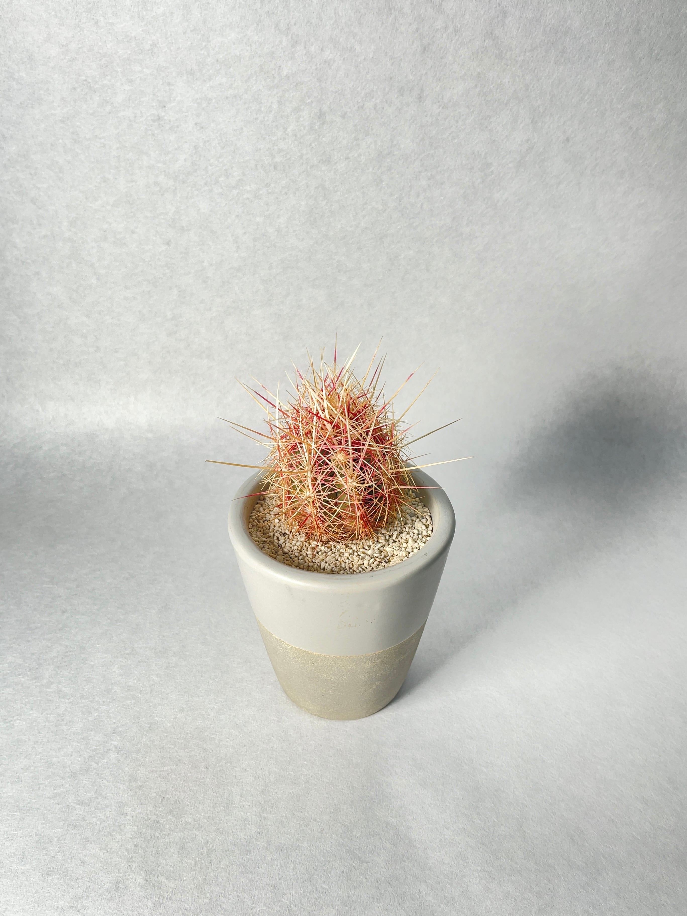 テロカクタス・五色大統領 | trigger