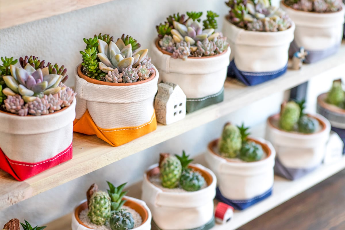 多肉植物ケース きれいに色づく多肉植物セット ケース売り 24ポットセット(6品種)の