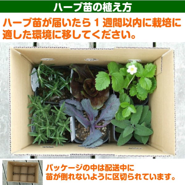 レモンバーム&エリゲロン　苗セット　オーガニック 園芸ネット本店｜エリゲロン 3号ポット2株セット の通販【公式】