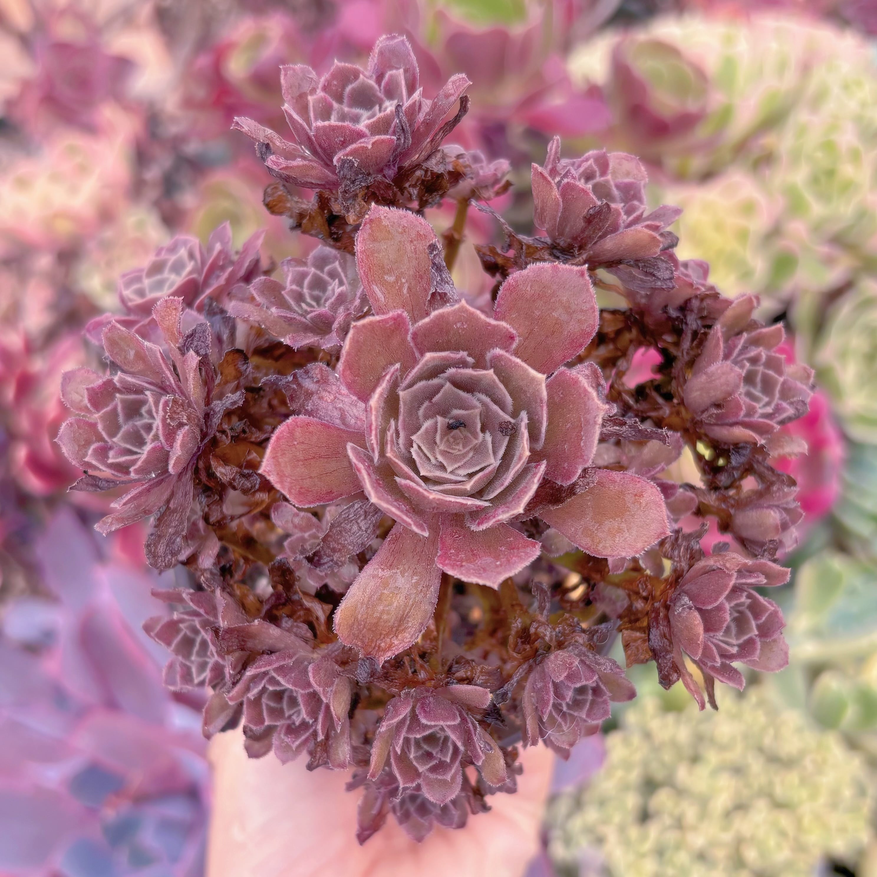 現品　plum purdy#852　群生　るる農園