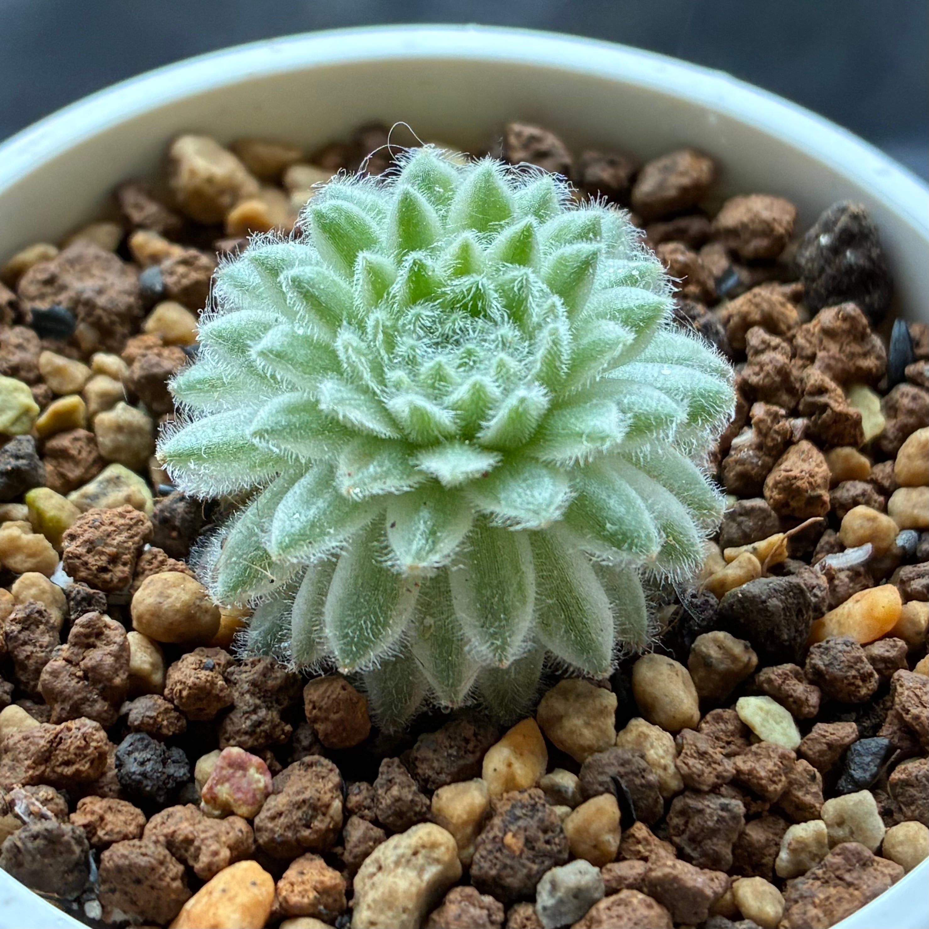 Top【選抜株】多肉植物　19941ハオルチア 玉潭寿錦　10個　鉢無し/脱土 ハオルチア 玉潭寿錦 | mocono_plants