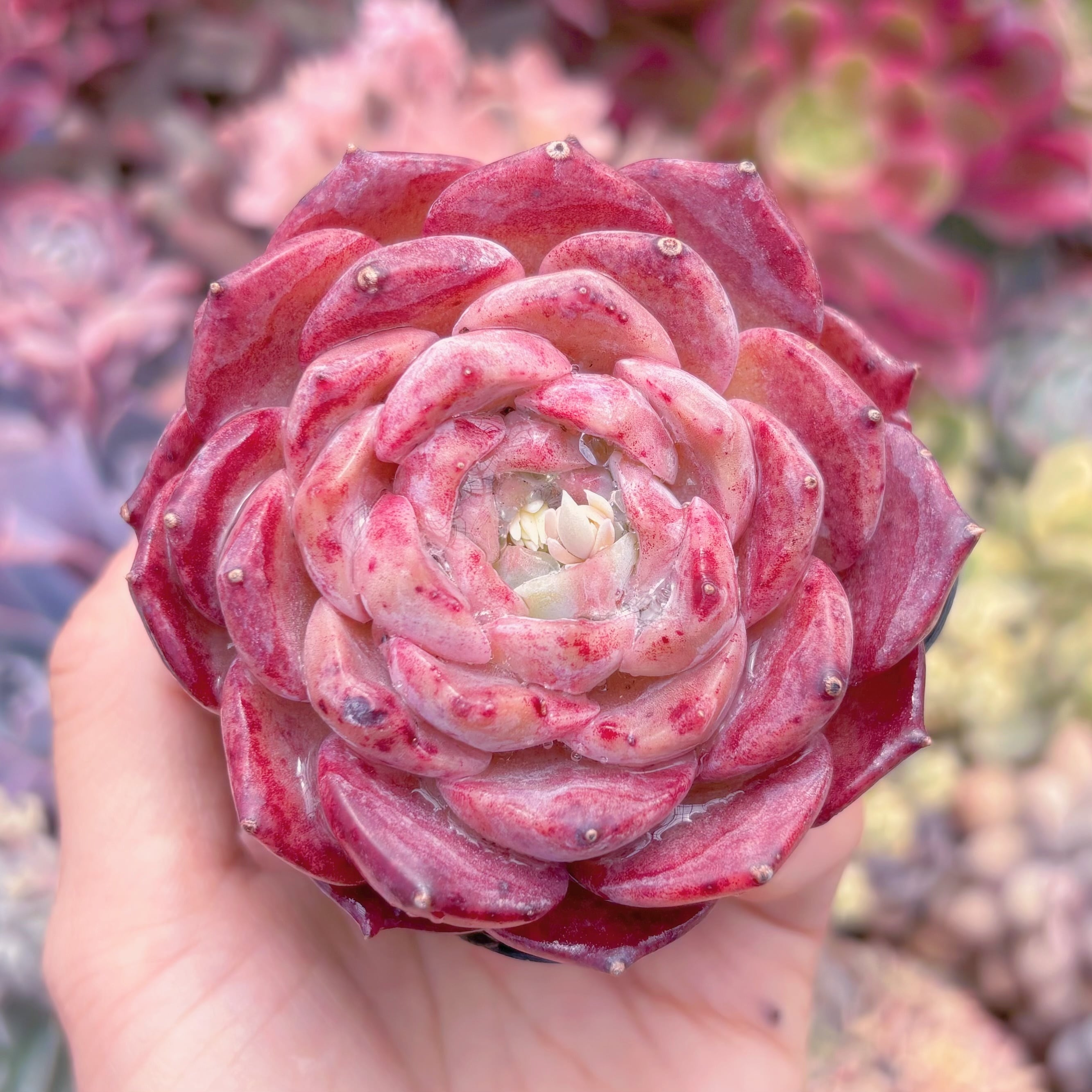 現品　アイスベビー#1149　るる農園