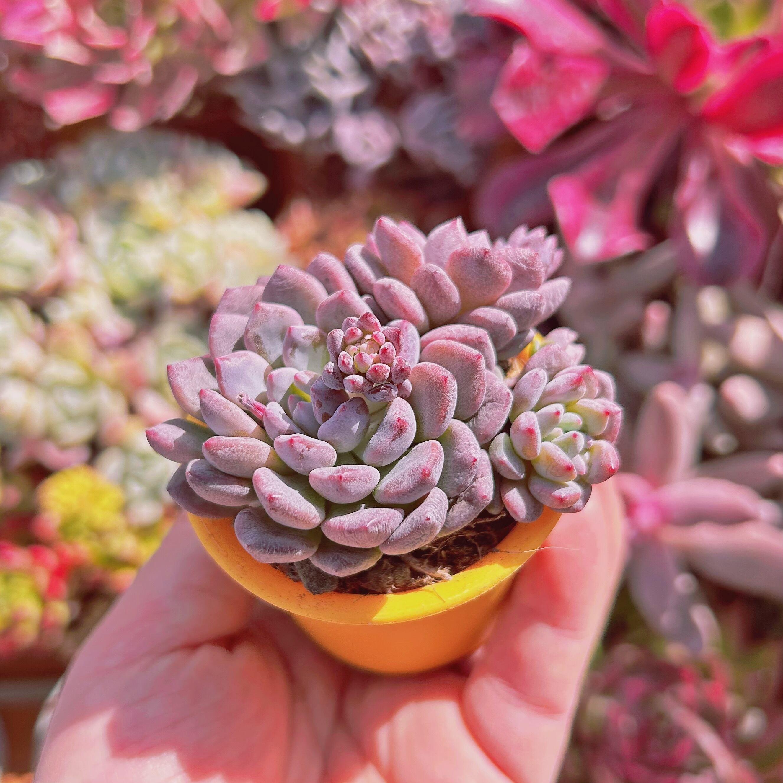 多肉植物 新品種 ブルーグロブローサ 3～5頭 | るる農園~多肉植物専門