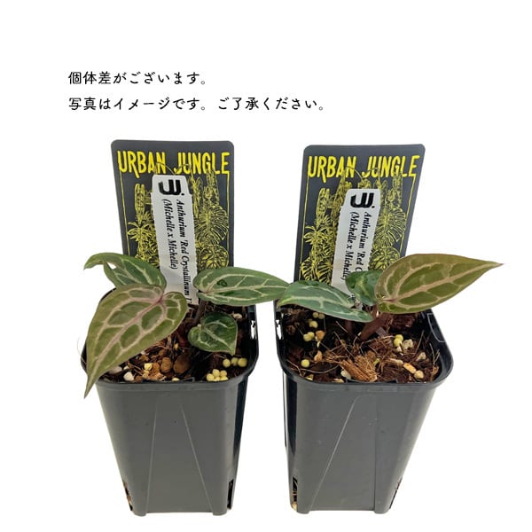 UJ アンスリウム ミッシェル x ミッシェル 3号 レッドクリスタリナム