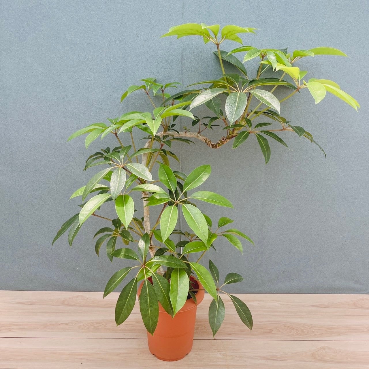 現品］♡おしゃれ♡ 21番 創樹 オリーブ チプレッシーノ 7号 観葉植物