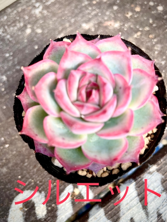 多肉植物❗️ブルーバード❗️美苗❣️大苗❣️ | 多肉本舗 ＊多肉植物＊