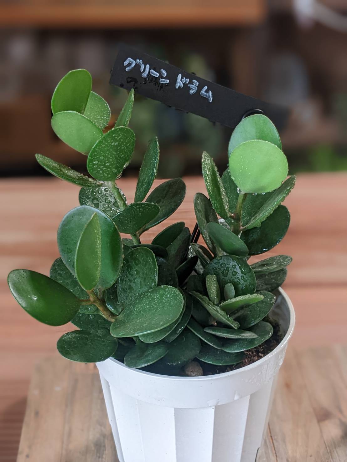 現品］【珍しい】96番 ブコニア レクルバータ バリエガータ 7号 観葉