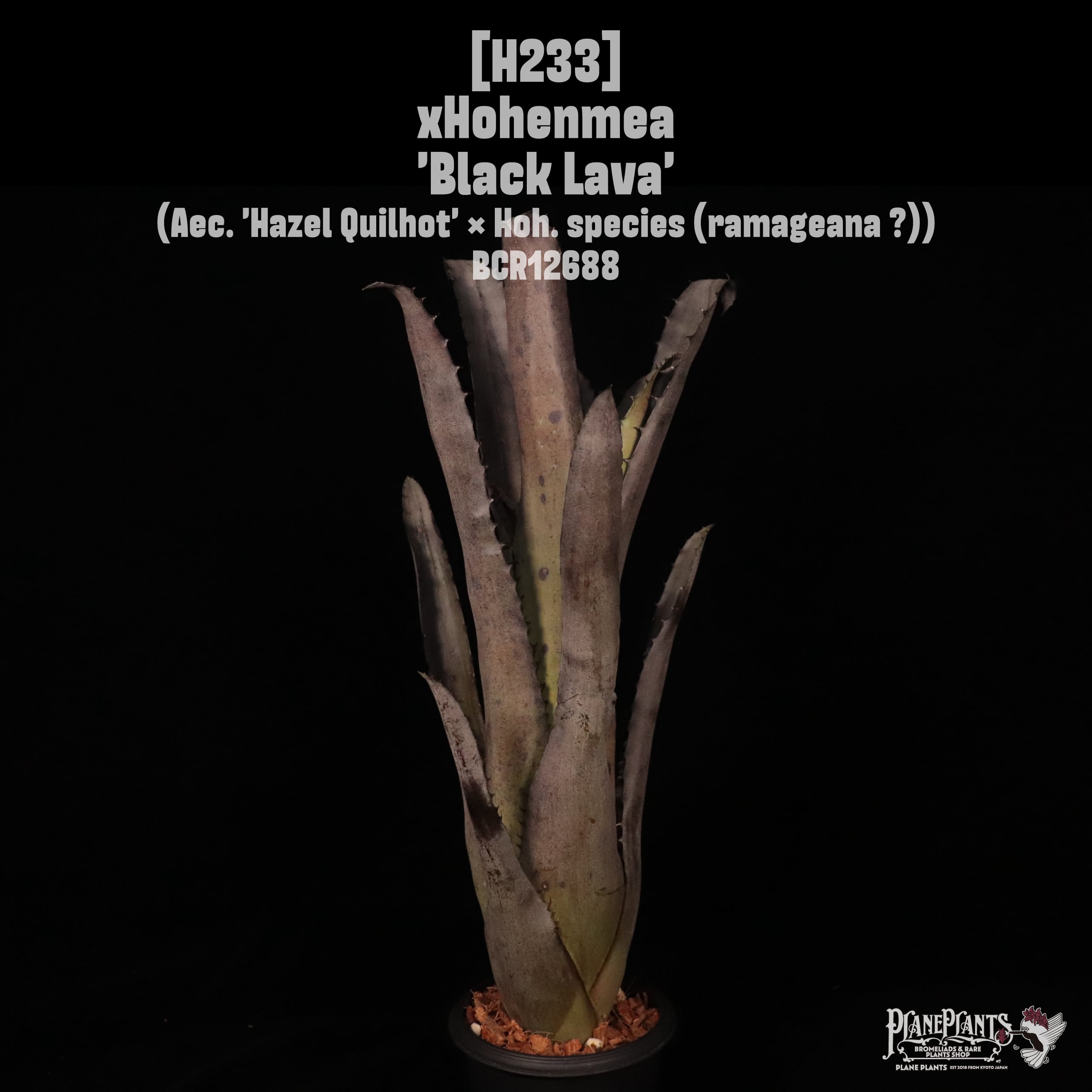 【送料無料】xHohenmea 'Black Lava'〔ホヘンメア〕現品発送H233