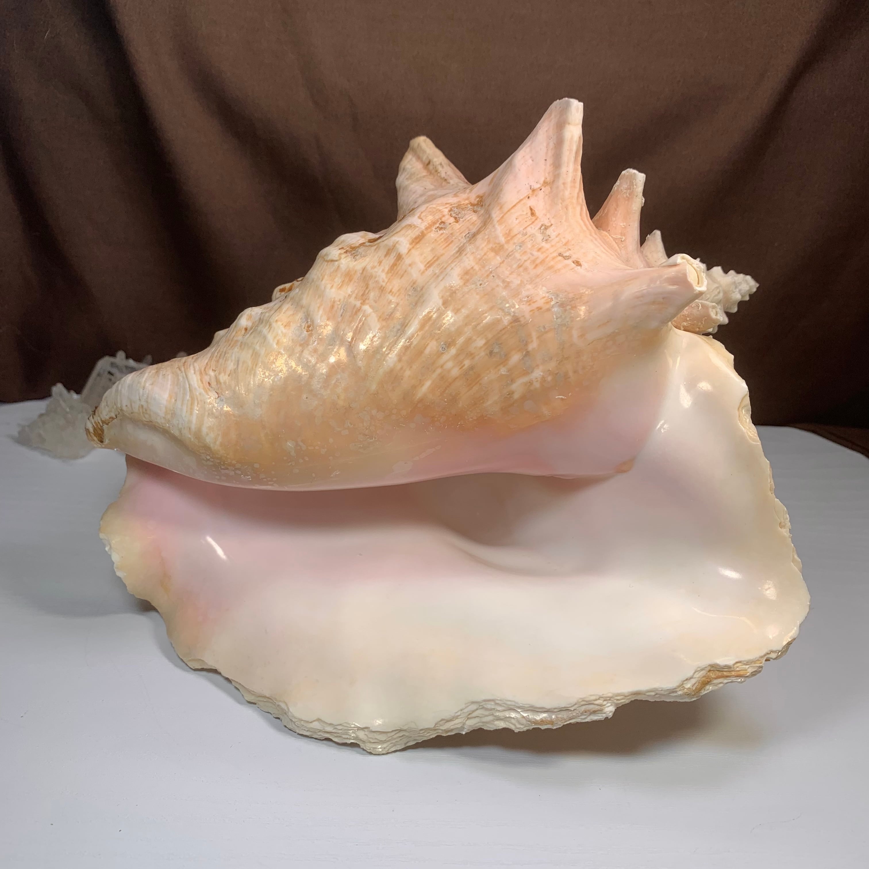 2.クイーンコンクシェル貝母・貝殻 | Naturaltreasure