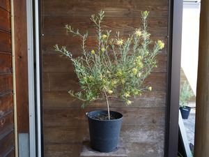 【現物】グレビレア　”レモンスプリーム”