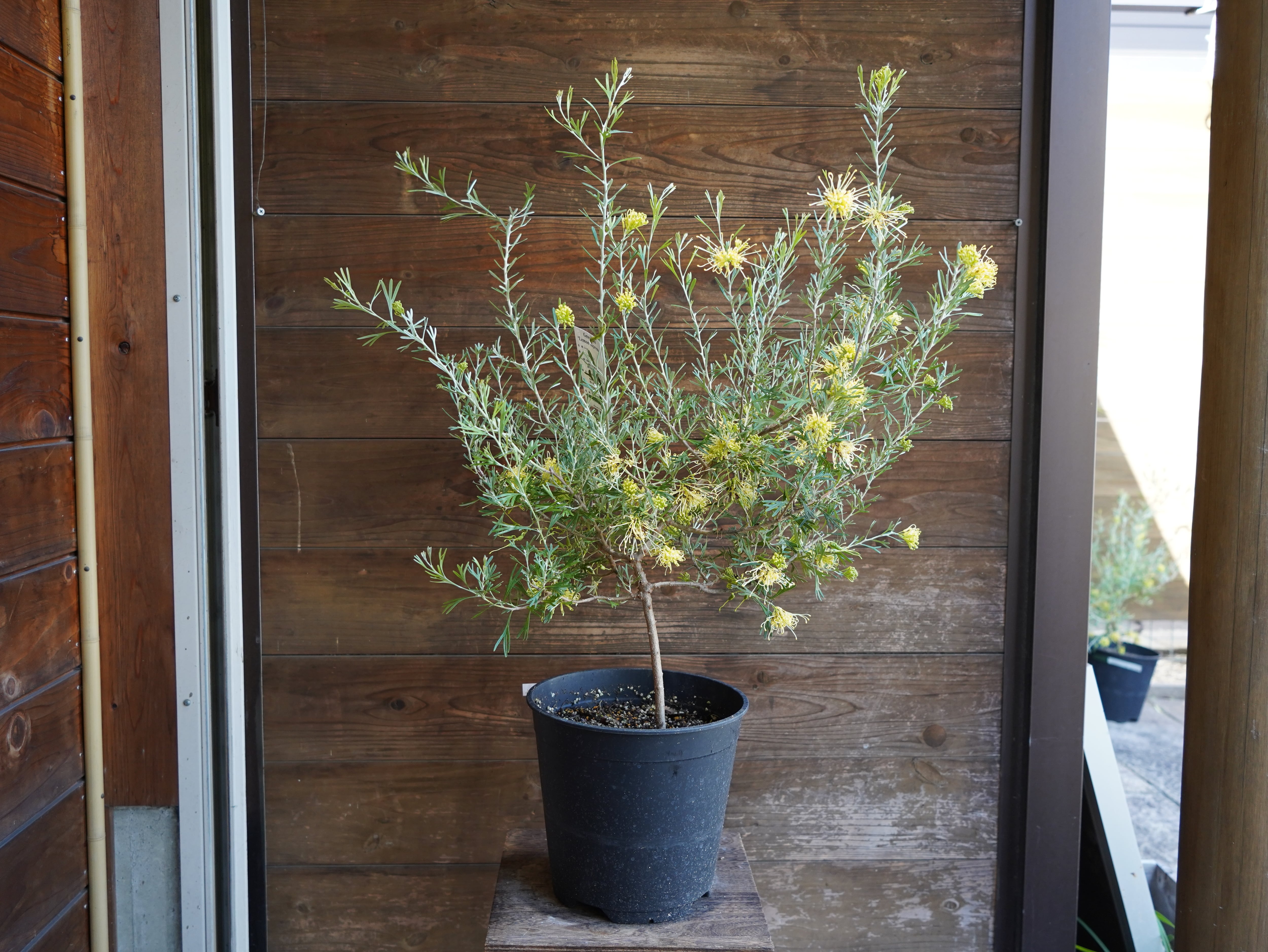 【現物】グレビレア　”レモンスプリーム”