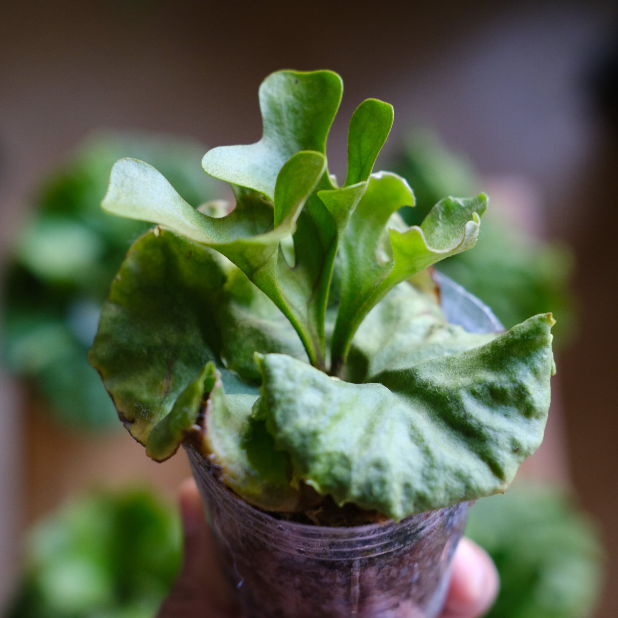 SELECT STOCK> Platycerium ridleyi var. Dwarf & Compact｜ビカクシダ